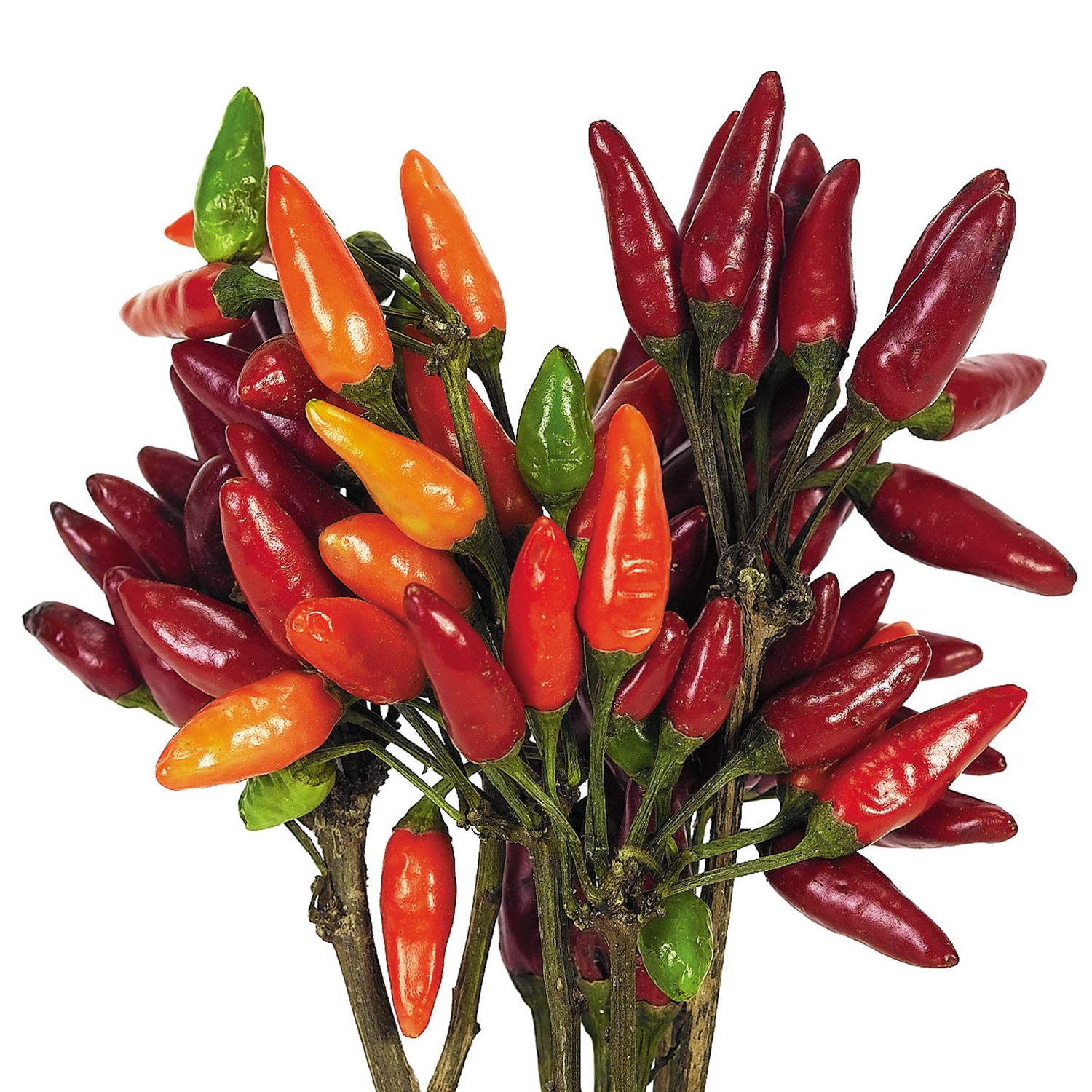 Hörnecke RSG 6 Nachfüller TW 1000 Pava