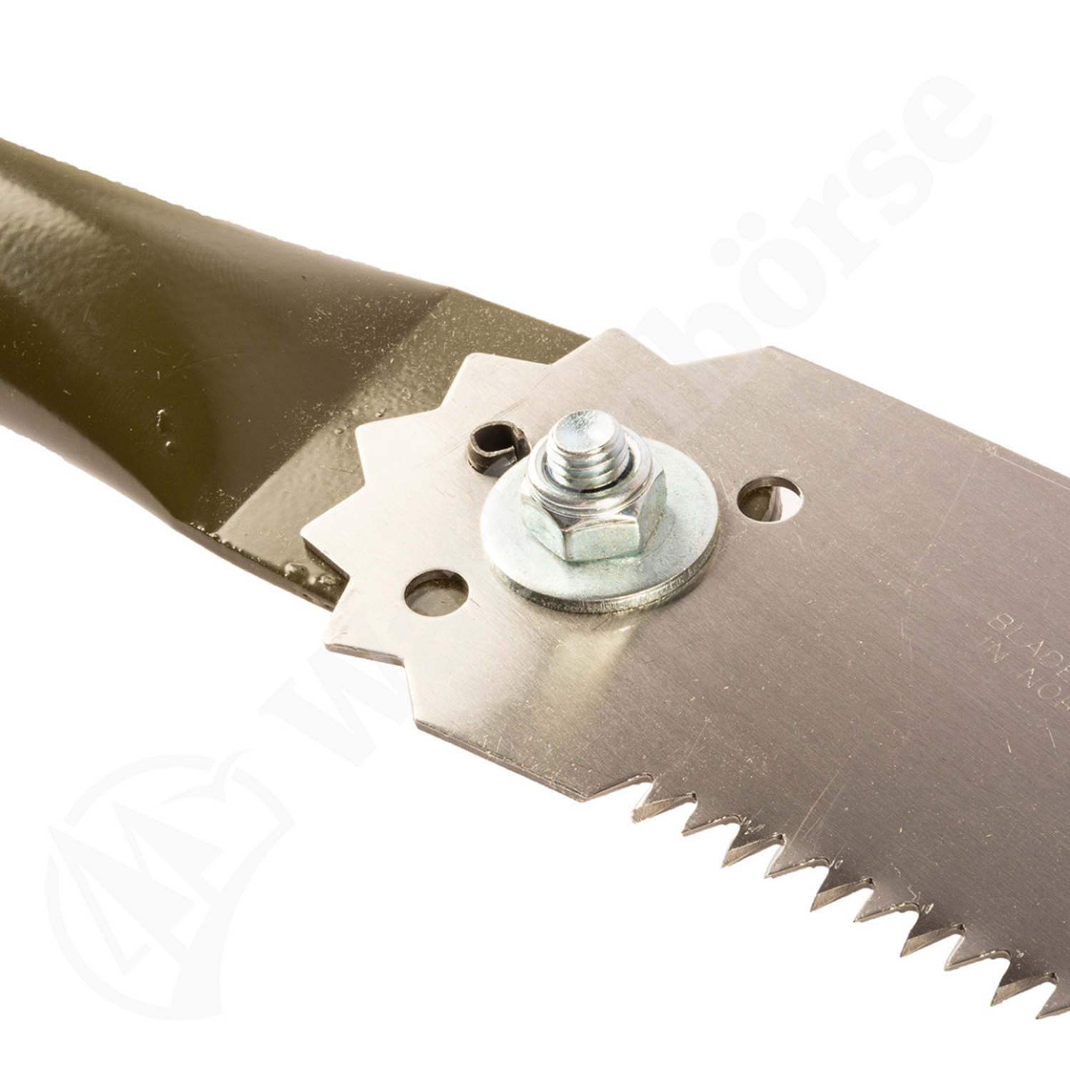 Knoblock Waldmeister Astsäge