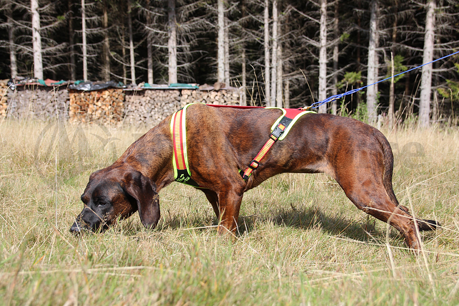 Niggeloh Führgeschirr M Follow TRAIL