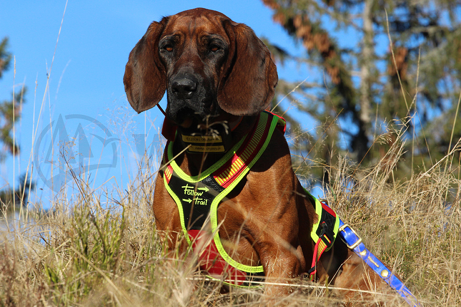 Niggeloh Führgeschirr M Follow TRAIL